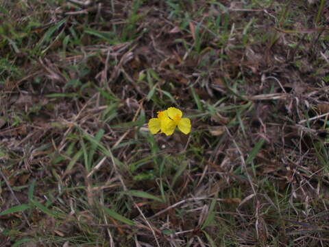 Image of Xyris indica L.