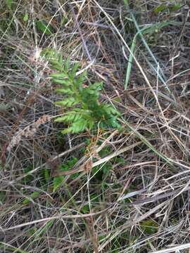 Image of pineland fern