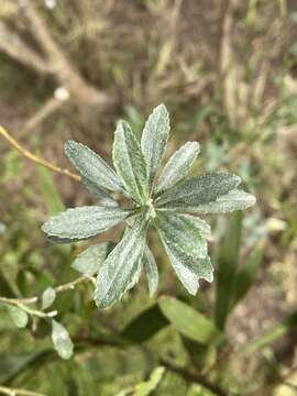 Image of Baccharis microdonta DC.