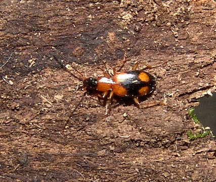 Imagem de Agonum (Olisares) quadrimaculatum (G. Horn 1885)