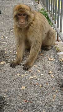 Image of Barbary Ape