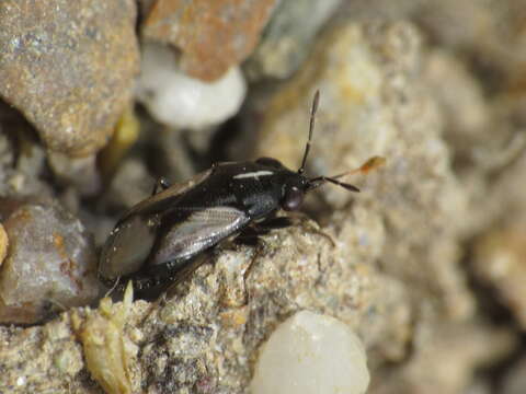 Image of Geocoris (Geocoris) lineolus (Rambur 1839)