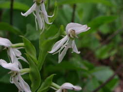 صورة Habenaria entomantha (Lex.) Lindl.