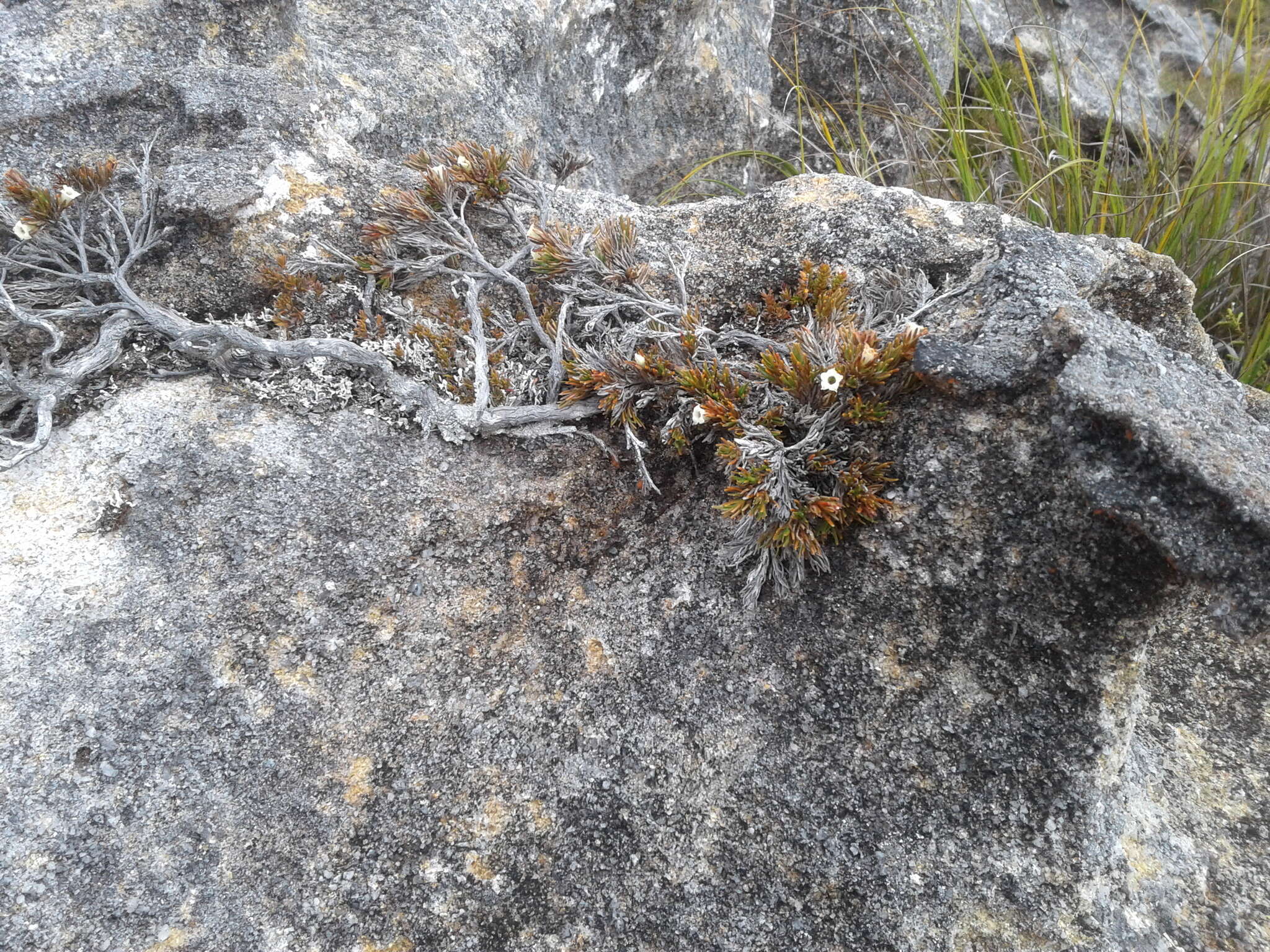 Image of Dracophyllum densum W. R. B. Oliv.