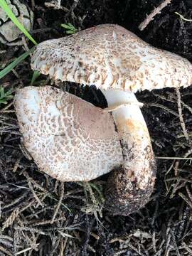 Image of Lepiota fuliginescens Murrill 1912