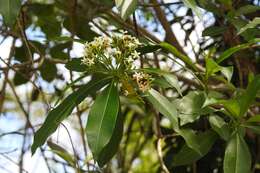 Image of Tonduzia longifolia (A. DC.) Markgr.