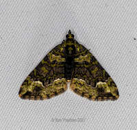 Image of Apithecia viridata Moore 1868