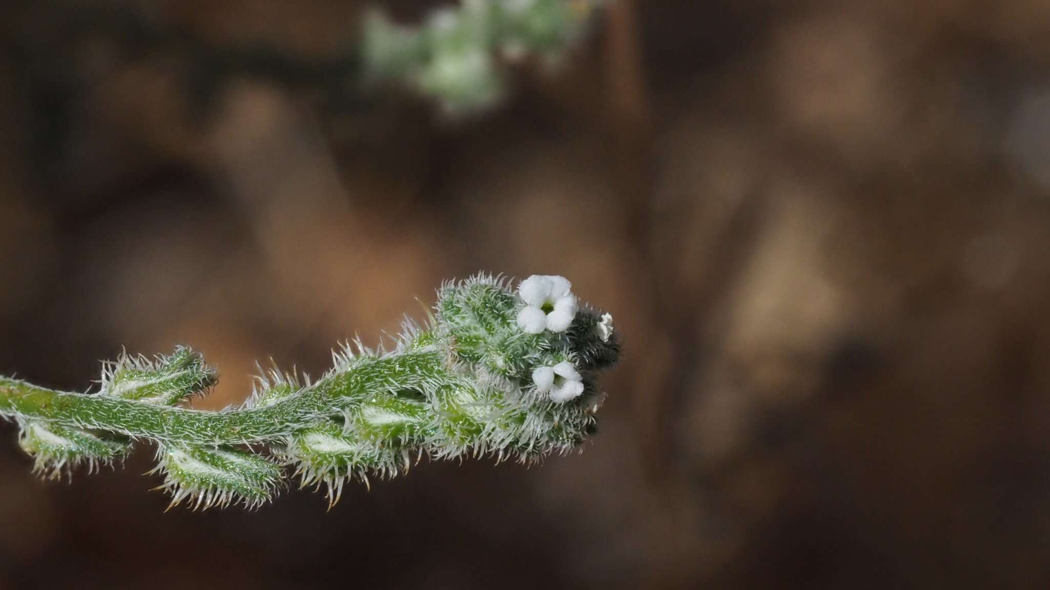 صورة Cryptantha flaccida (Dougl.) Greene