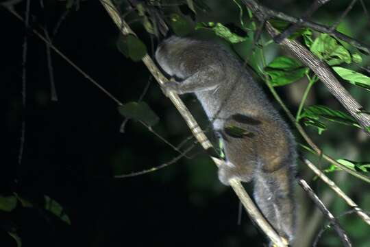 Image of Bornean Slow Loris