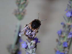 Image of Amegilla quadrifasciata (de Villers 1789)