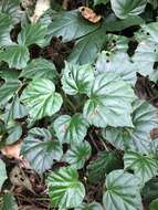 Image of morning-glory begonia