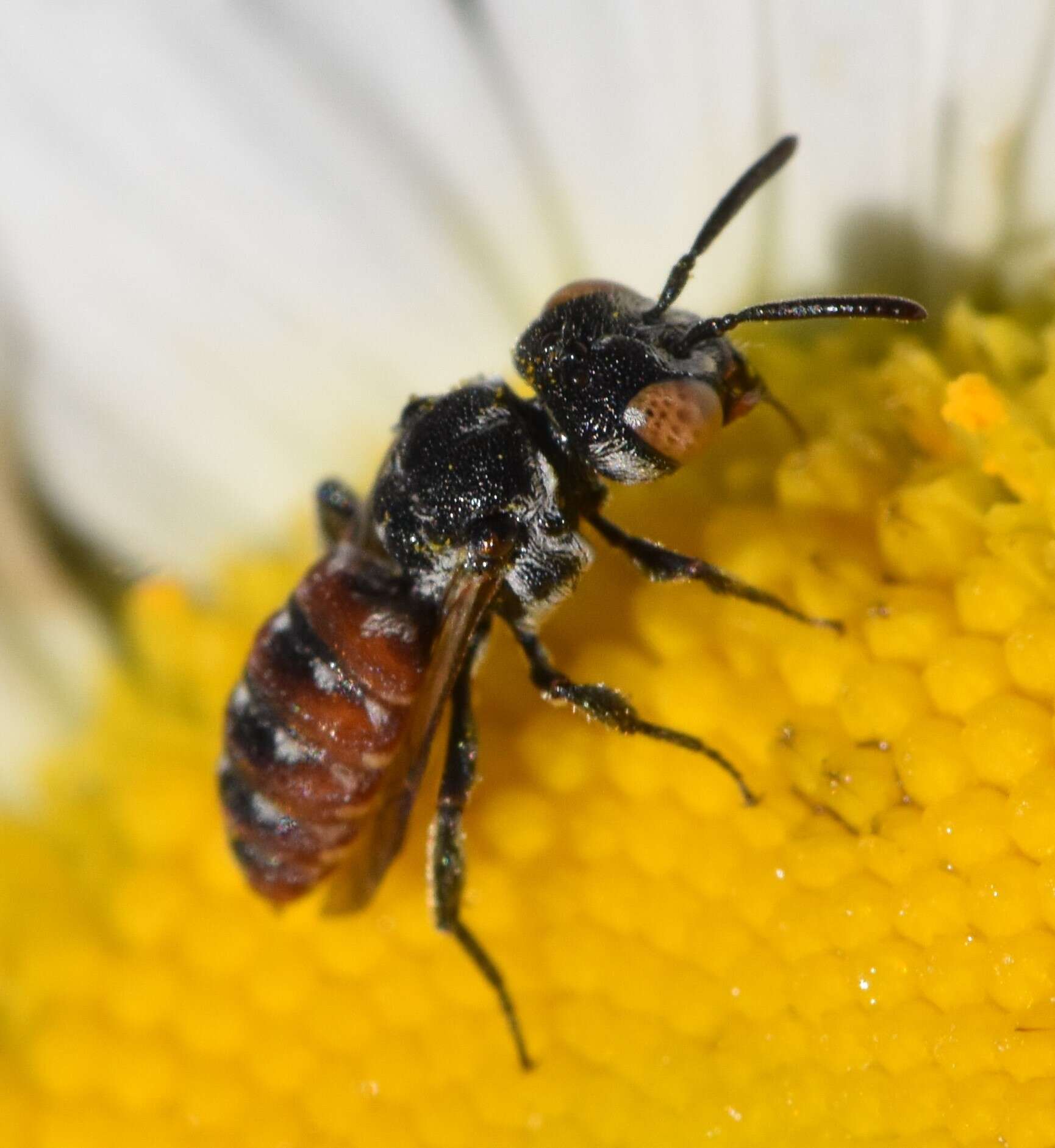 Image of Holcopasites calliopsidis calliopsidis (Linsley 1943)