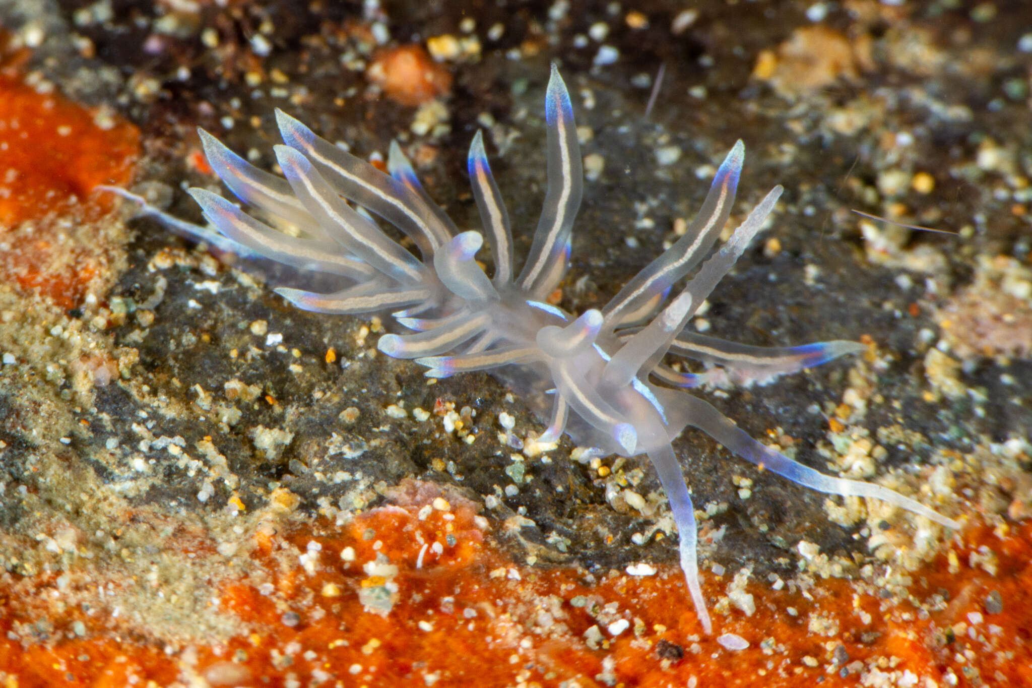 Imagem de Phyllodesmium opalescens Rudman 1991