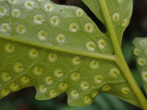 Image de Tectaria phaeocaulis (Rosenst.) C. Chr.