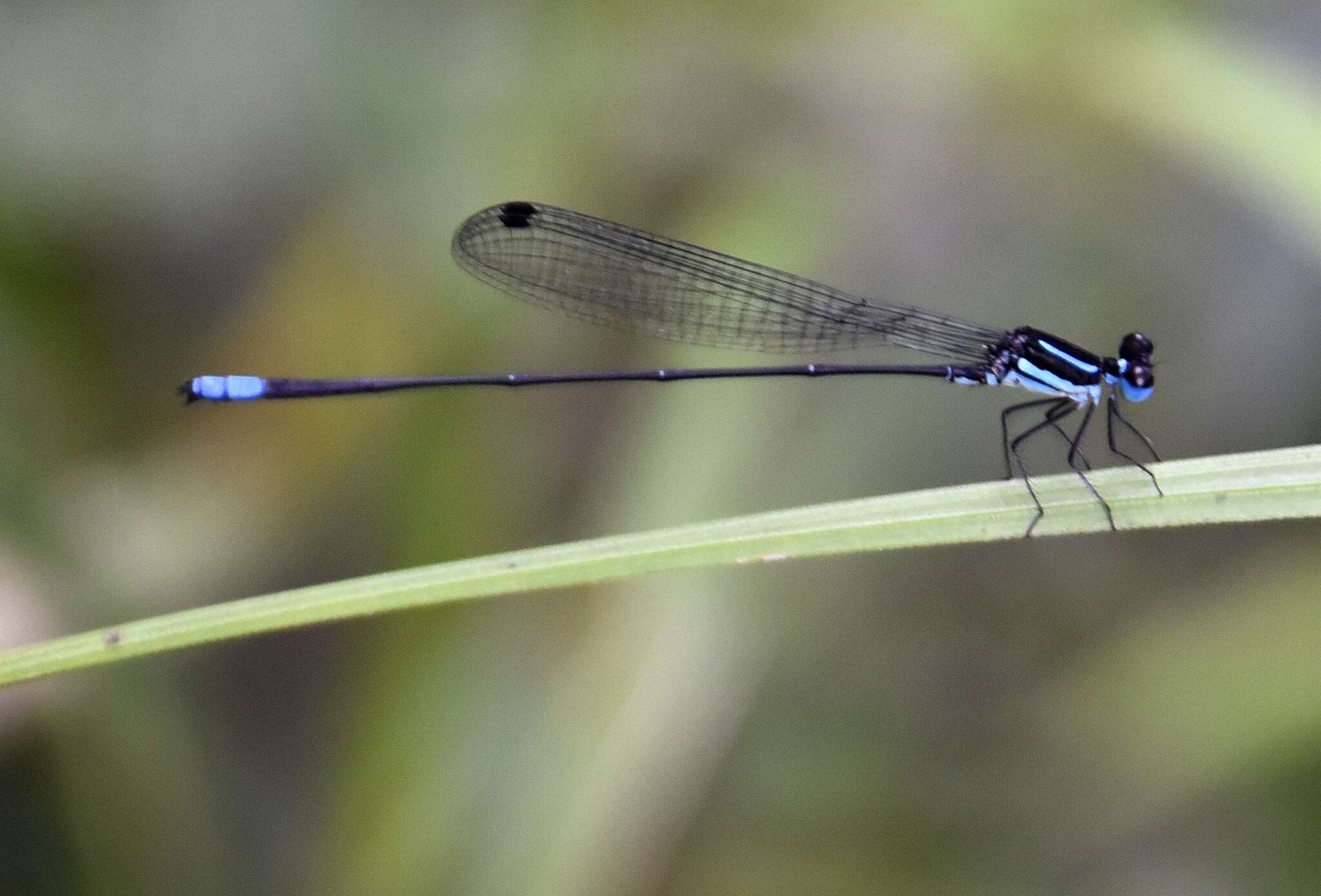 Image of Melanoneura bilineata Fraser 1922