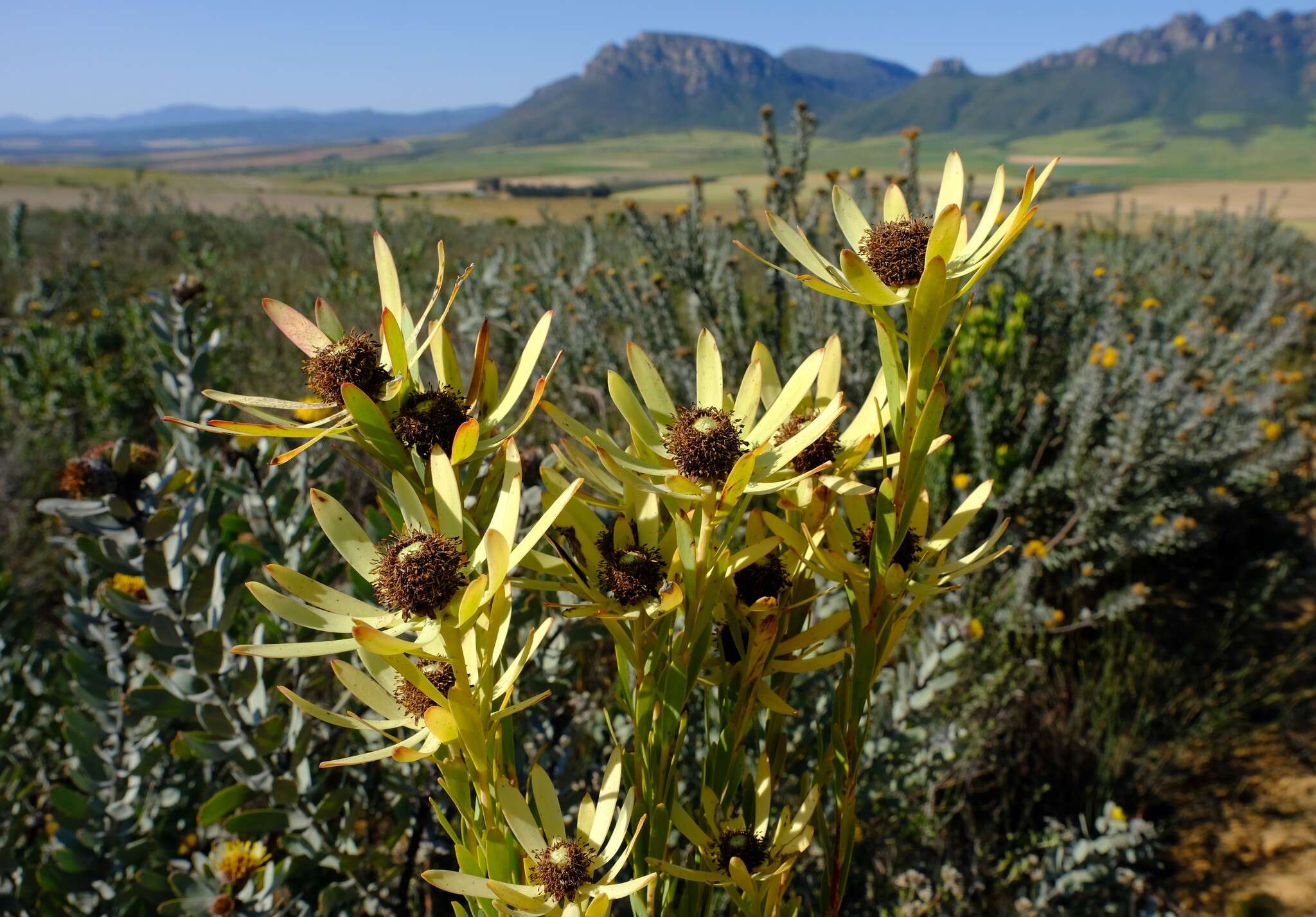 Image of Leucadendron foedum I. Williams