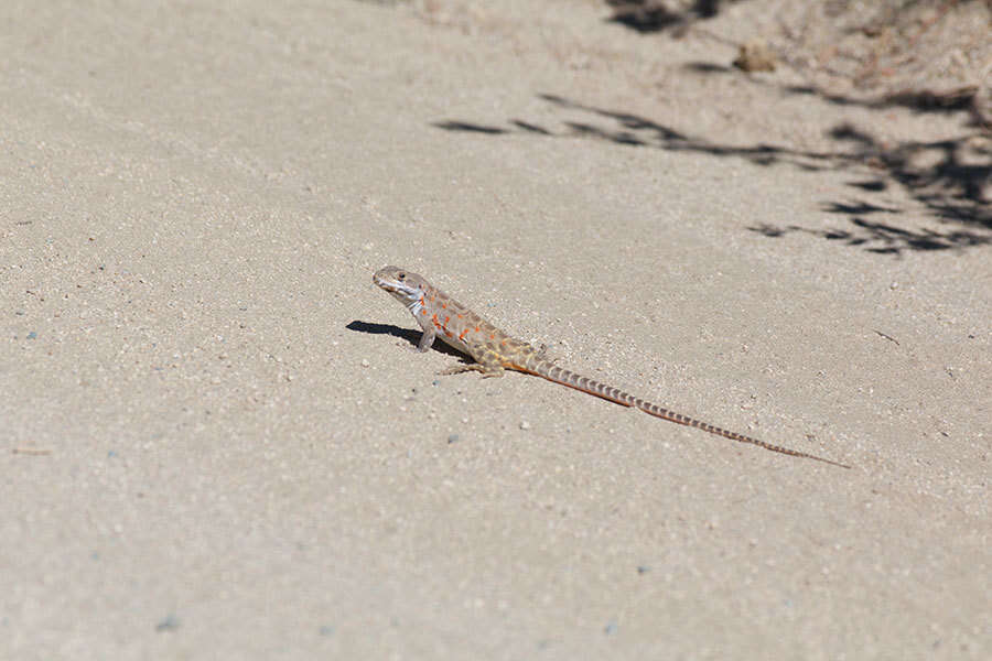 Image of Cope's leopard lizard