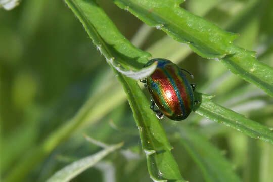 صورة <i>Chrysolina virgata</i>