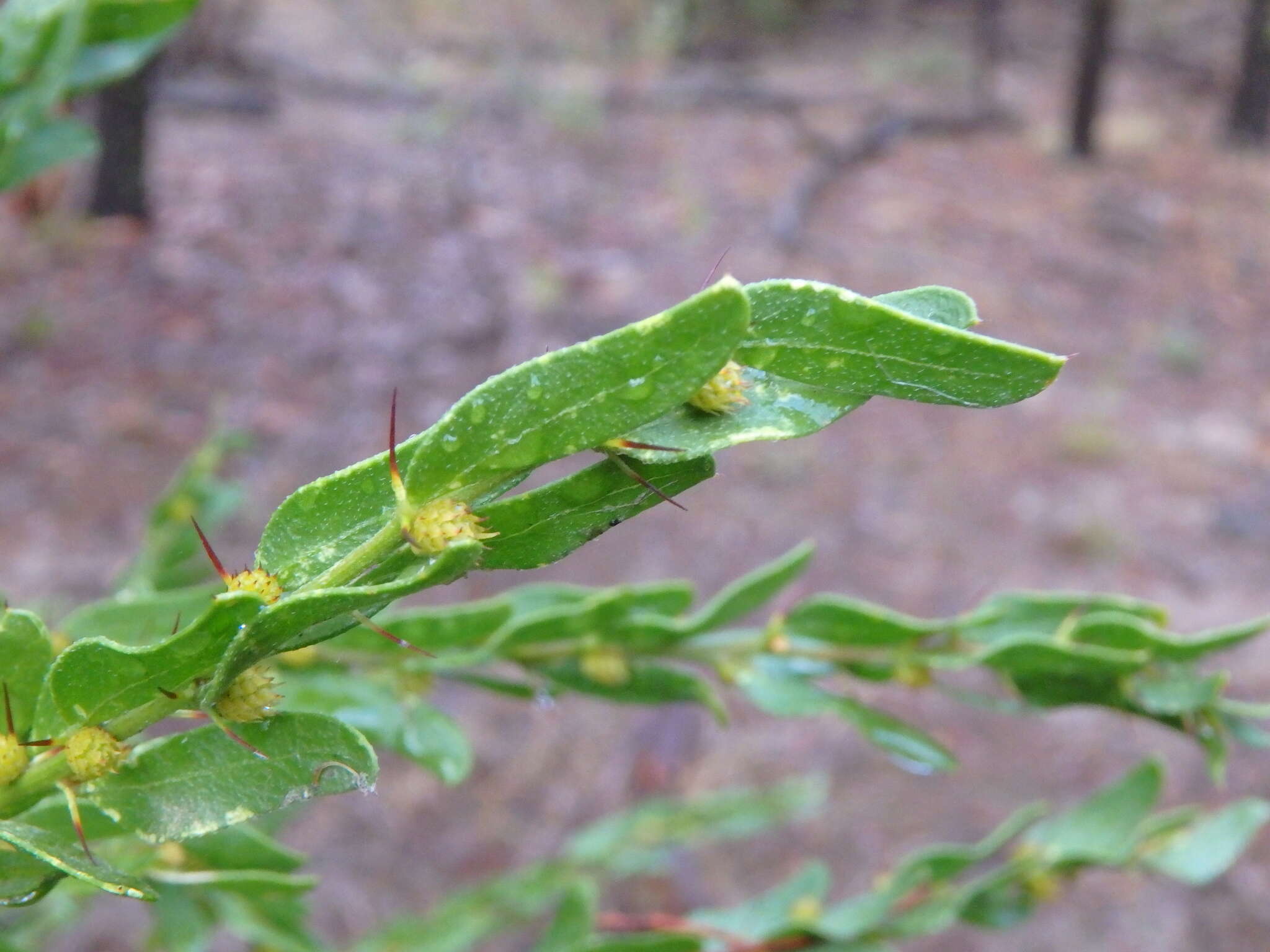 Acacia tristis的圖片