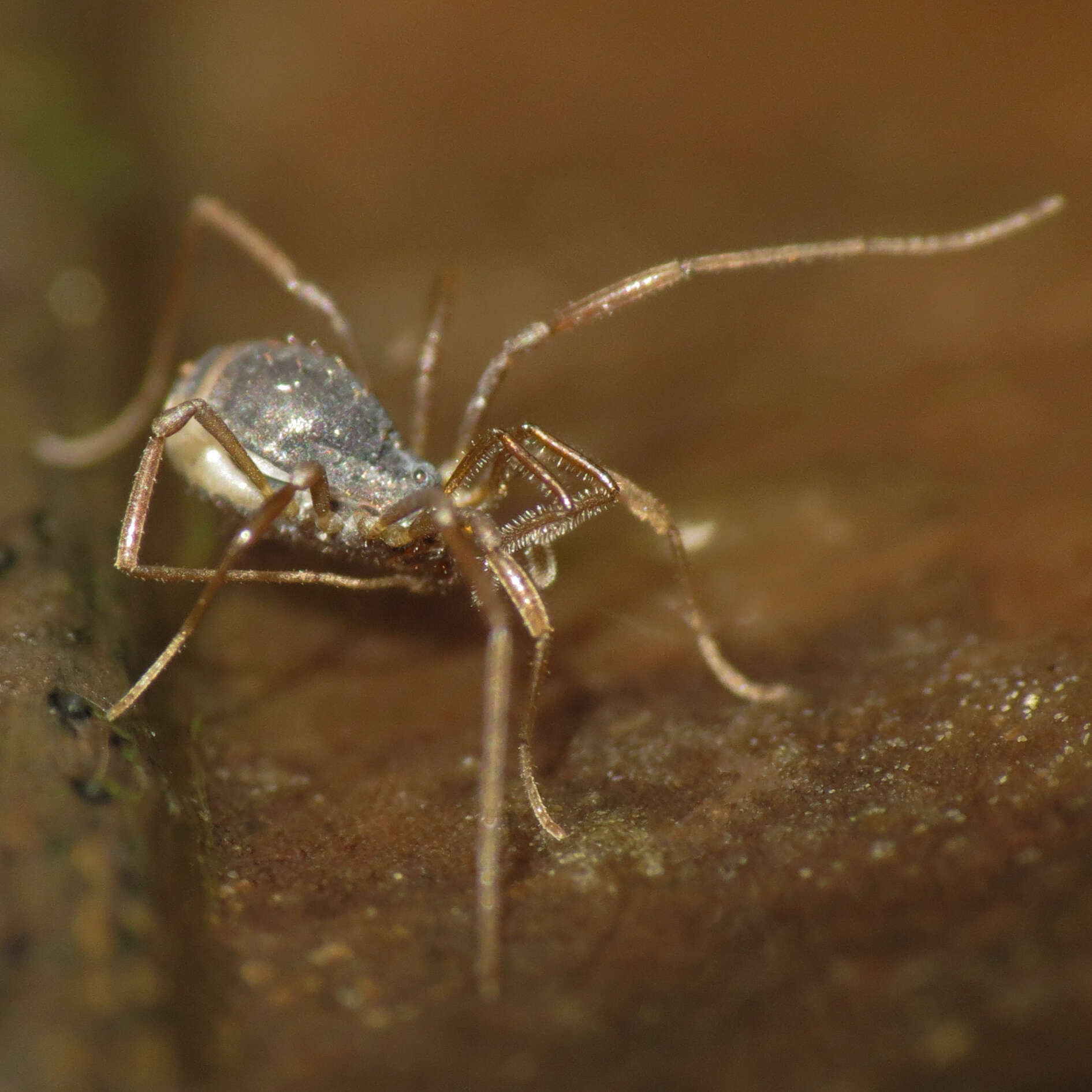 Image of Hesperonemastoma modestum (Banks 1894)