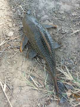 Image of Long-fin armored catfish