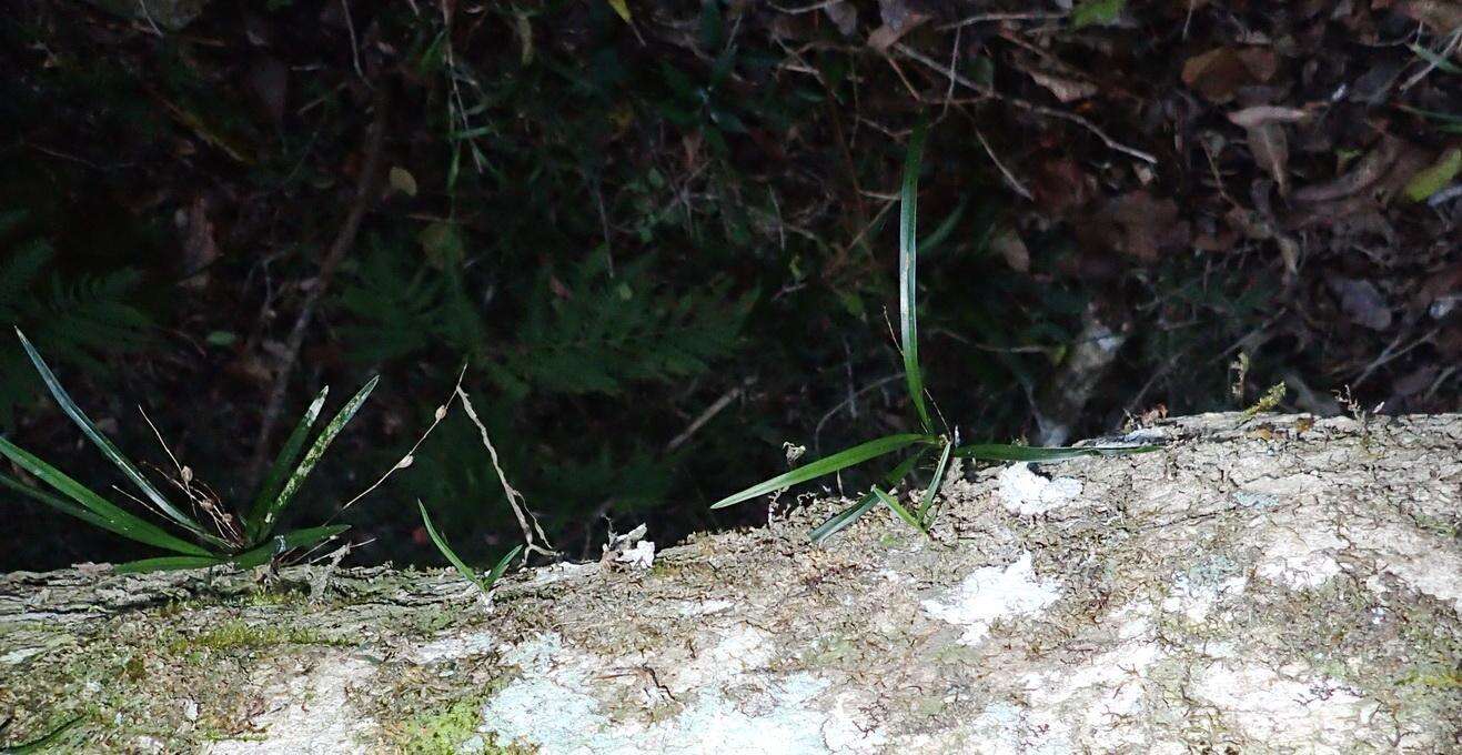 Image of Angraecum pusillum Lindl.