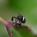 Image of Pissonotus nitens (Van Duzee 1909)