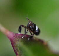 Image of Pissonotus nitens (Van Duzee 1909)