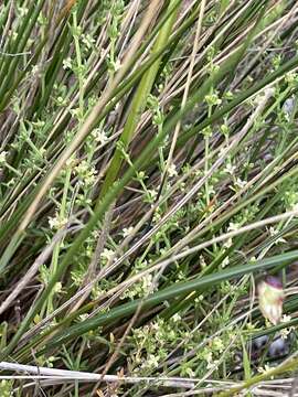 Image de Galium gaudichaudii subsp. gaudichaudii