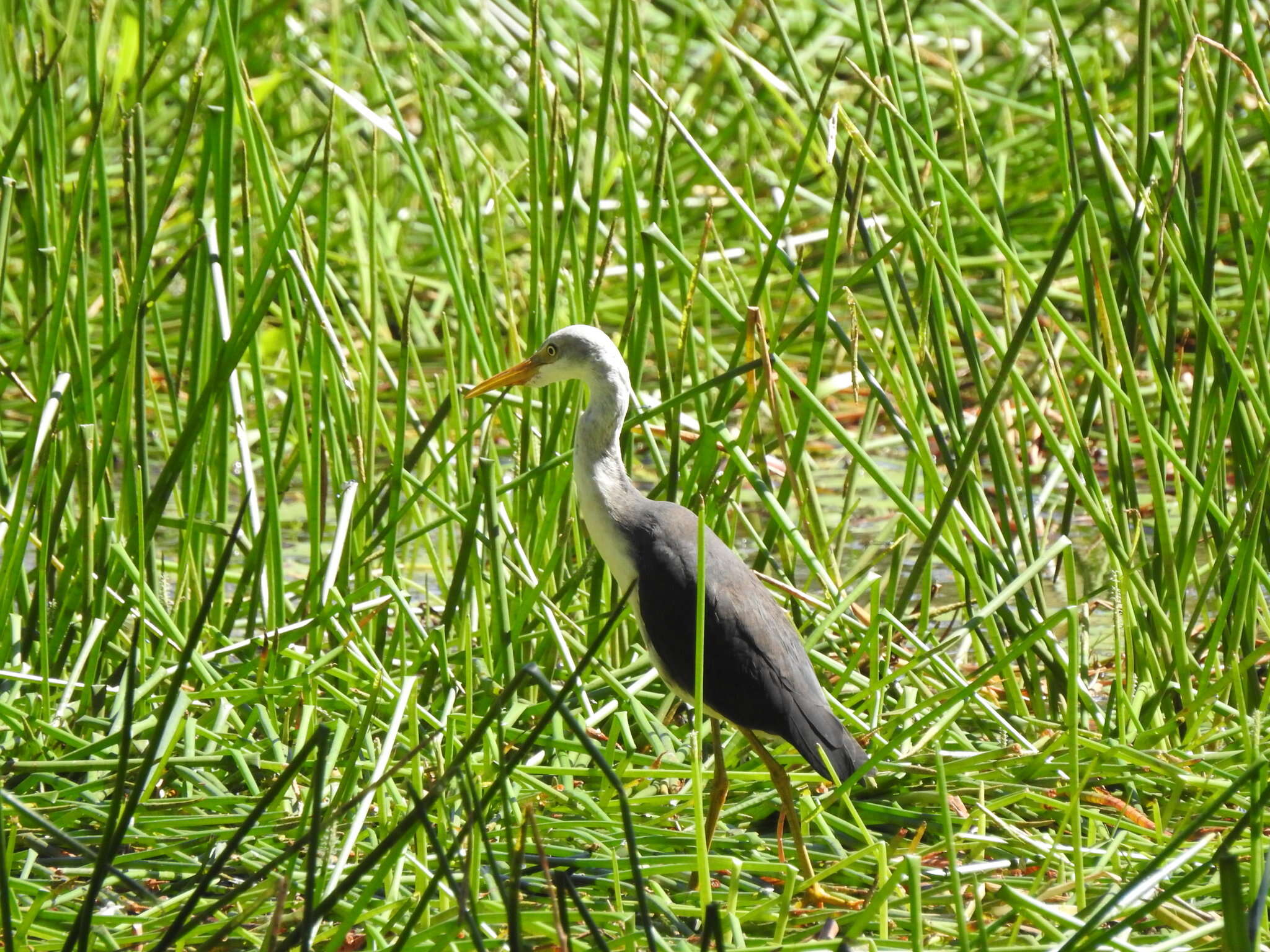 Image of Pied Heron