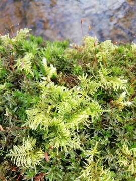 Image of tamarisk thuidium moss