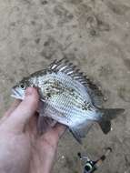 Image of Black bream