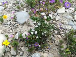 Image of Glandularia quadrangulata (A. Heller) Umber