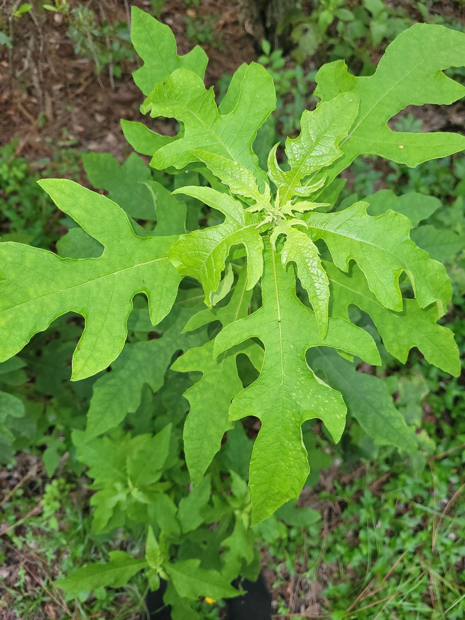 Image of white crownbeard