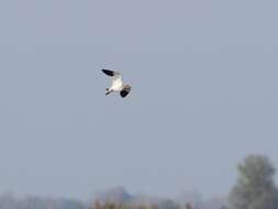 Image of Sociable Lapwing