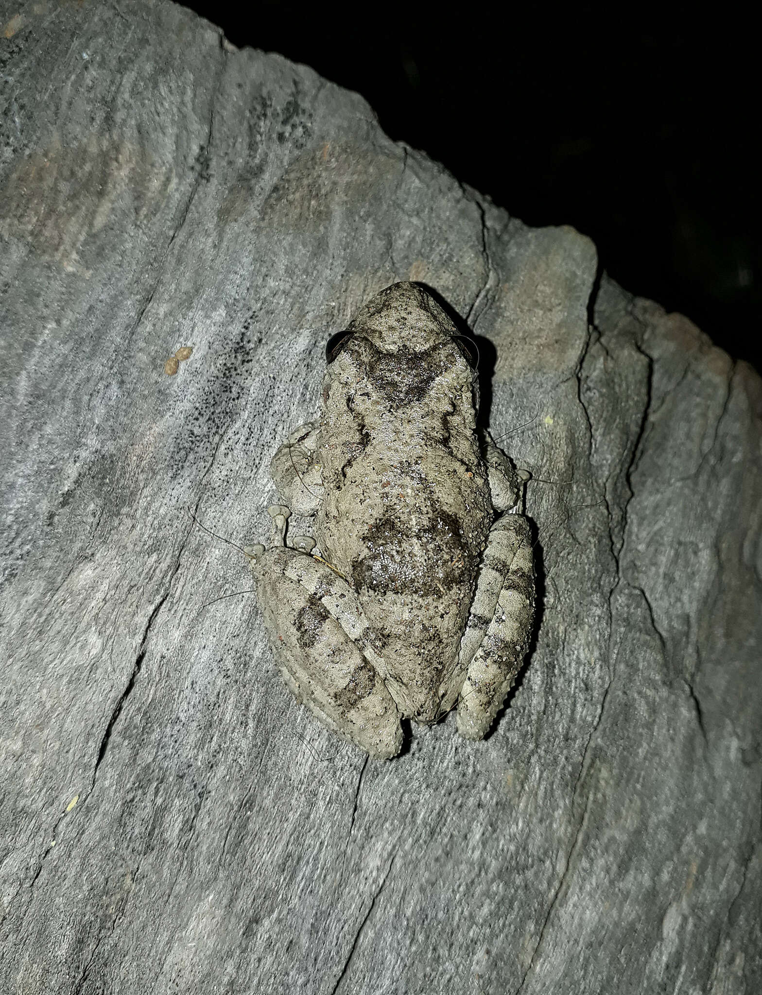 Image of Mato Grosso Snouted Treefrog