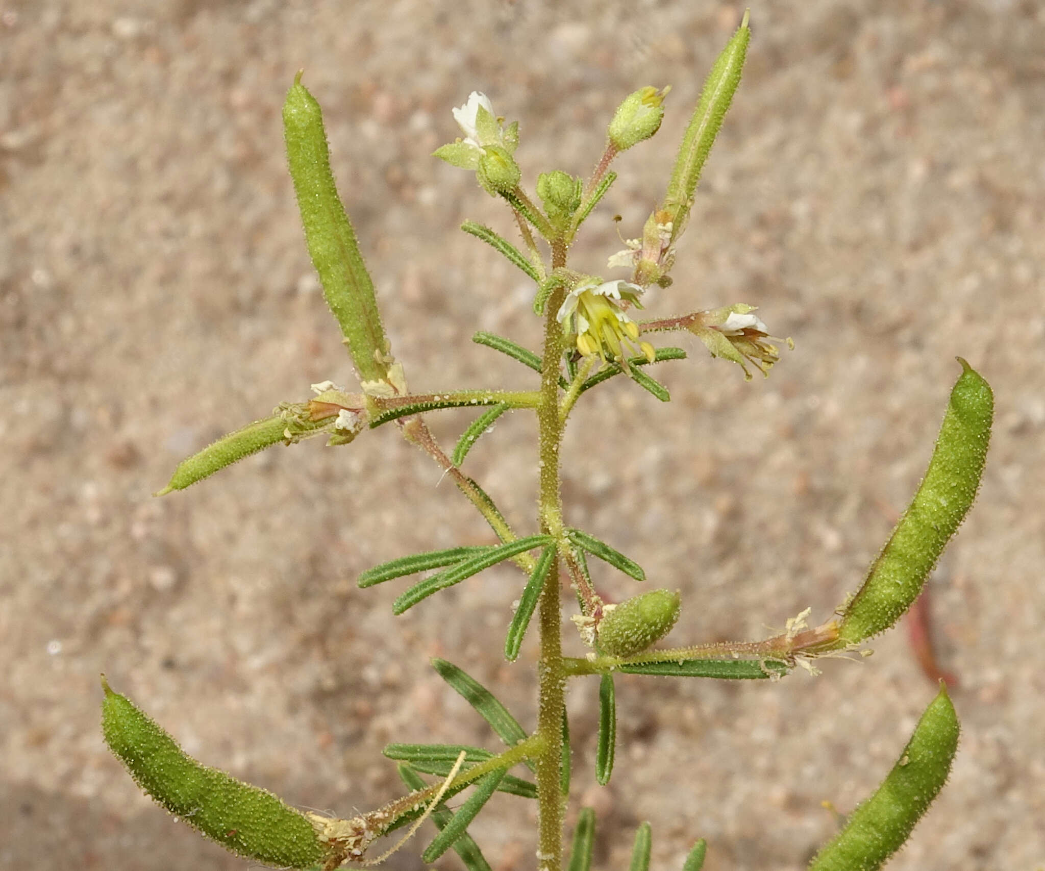 Image of James' clammyweed