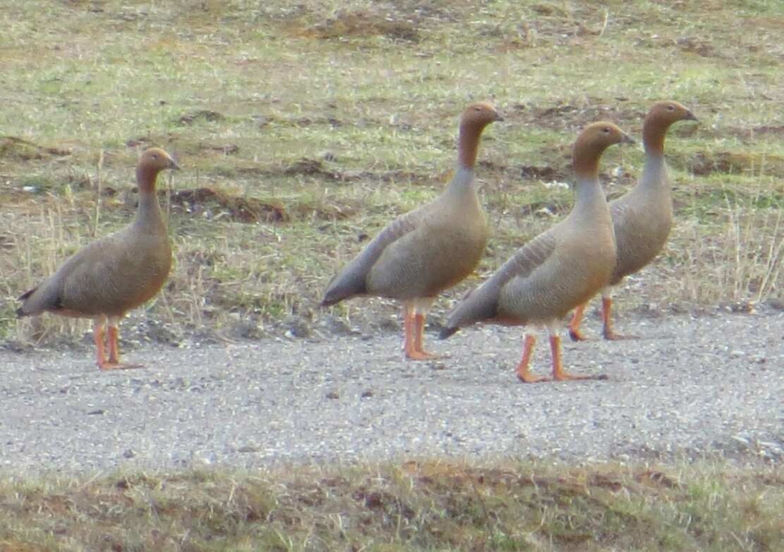 Image of Ruddy-headed Goose