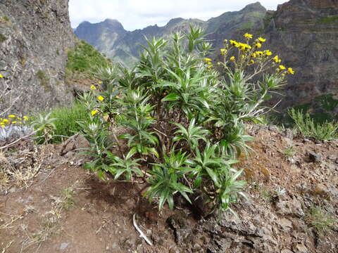 Image of Carlina salicifolia (L. fil.) Cav.