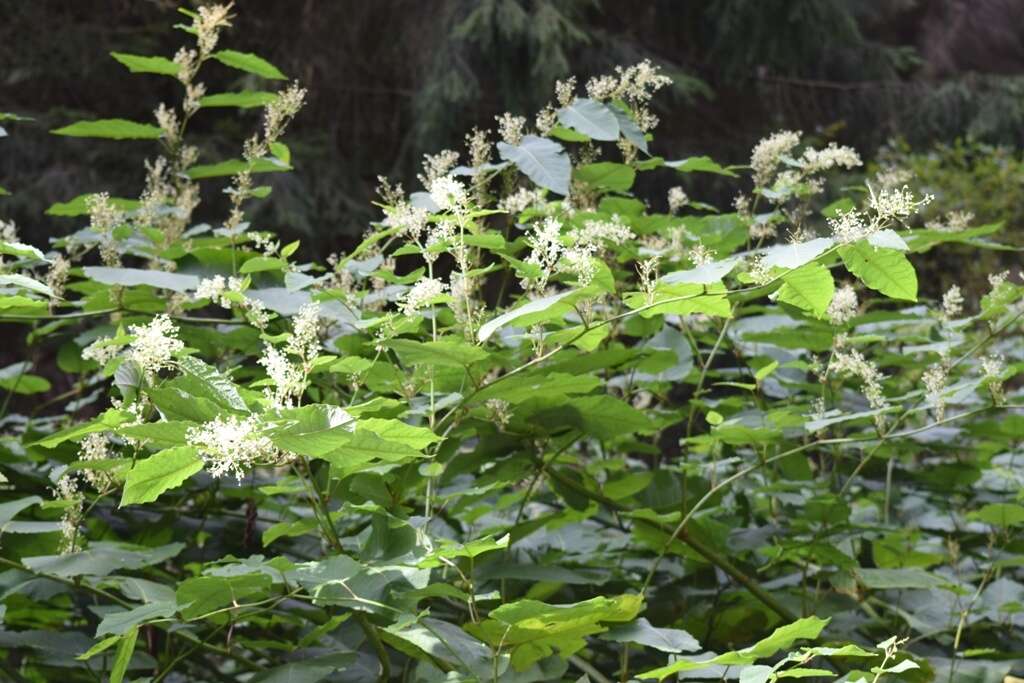 Plancia ëd Reynoutria sachalinensis (Friedrich Schmidt Petrop.) Nakai