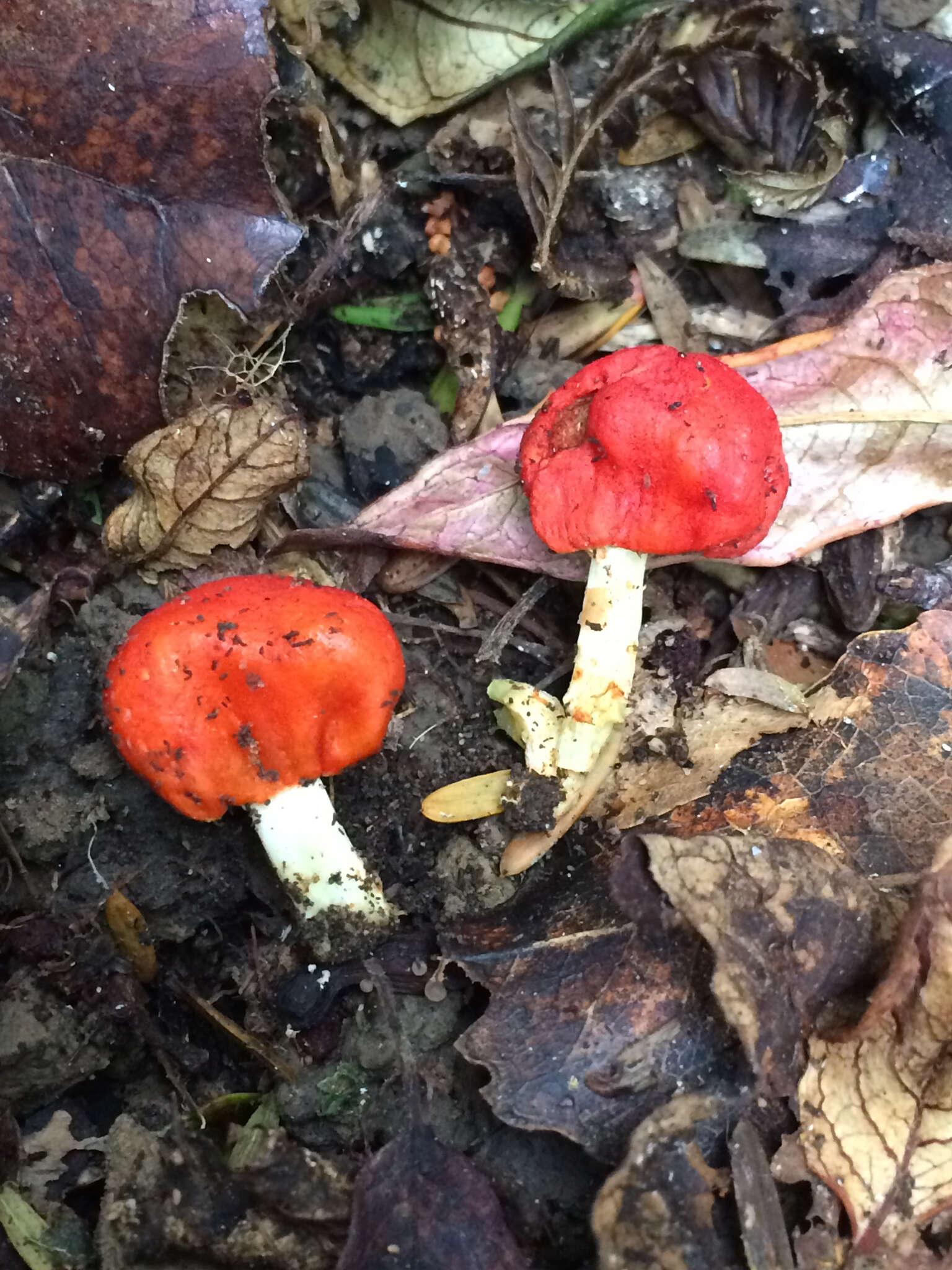 Sivun Leratiomyces erythrocephalus (Tul. & C. Tul.) Beever & D. C. Park 2008 kuva