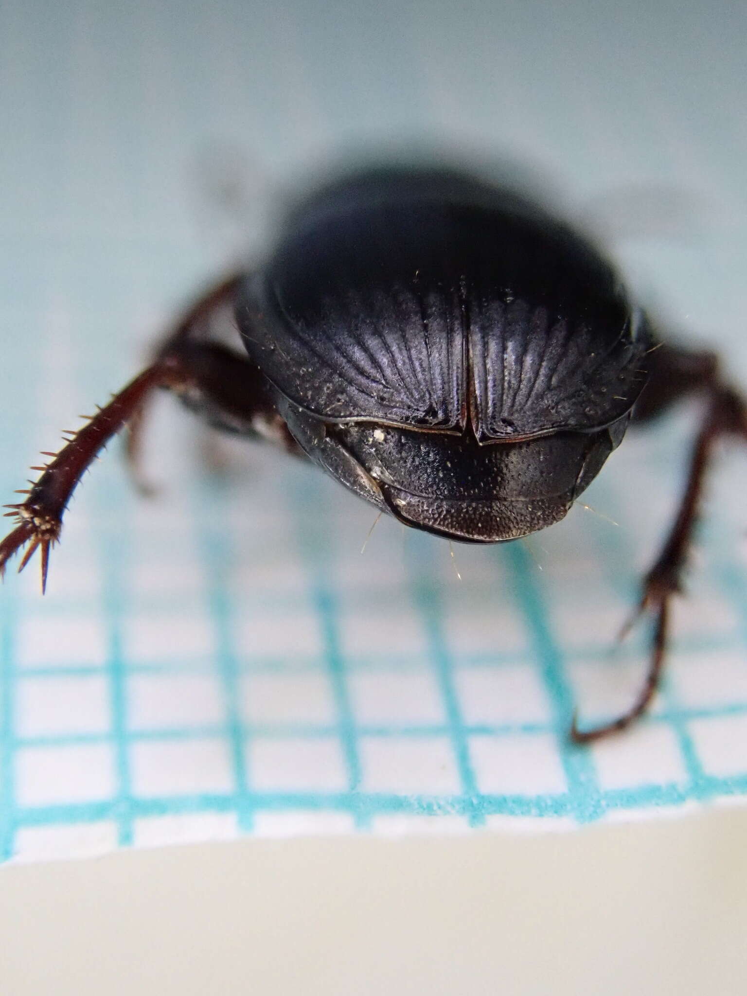 Image of Harpalus (Harpalus) tardus (Panzer 1796)