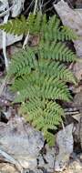 Image de Dryopteris triploidea Wherry