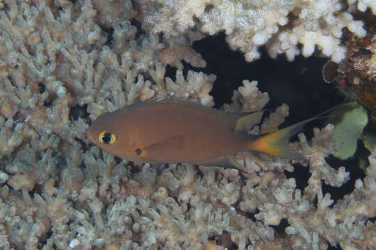 Image de Pycnochromis atripes (Fowler & Bean 1928)