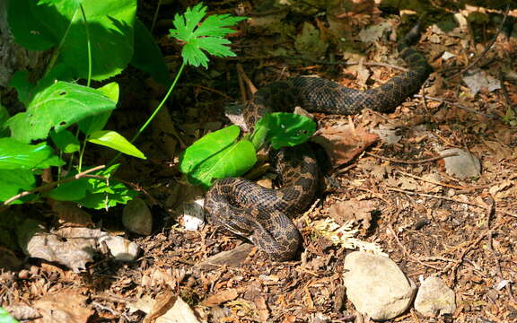 Sistrurus catenatus (Rafinesque-Schmaltz 1818)的圖片