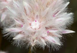 Ptilotus schwartzii Tate的圖片