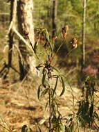 Image of Cistus ladanifer subsp. ladanifer