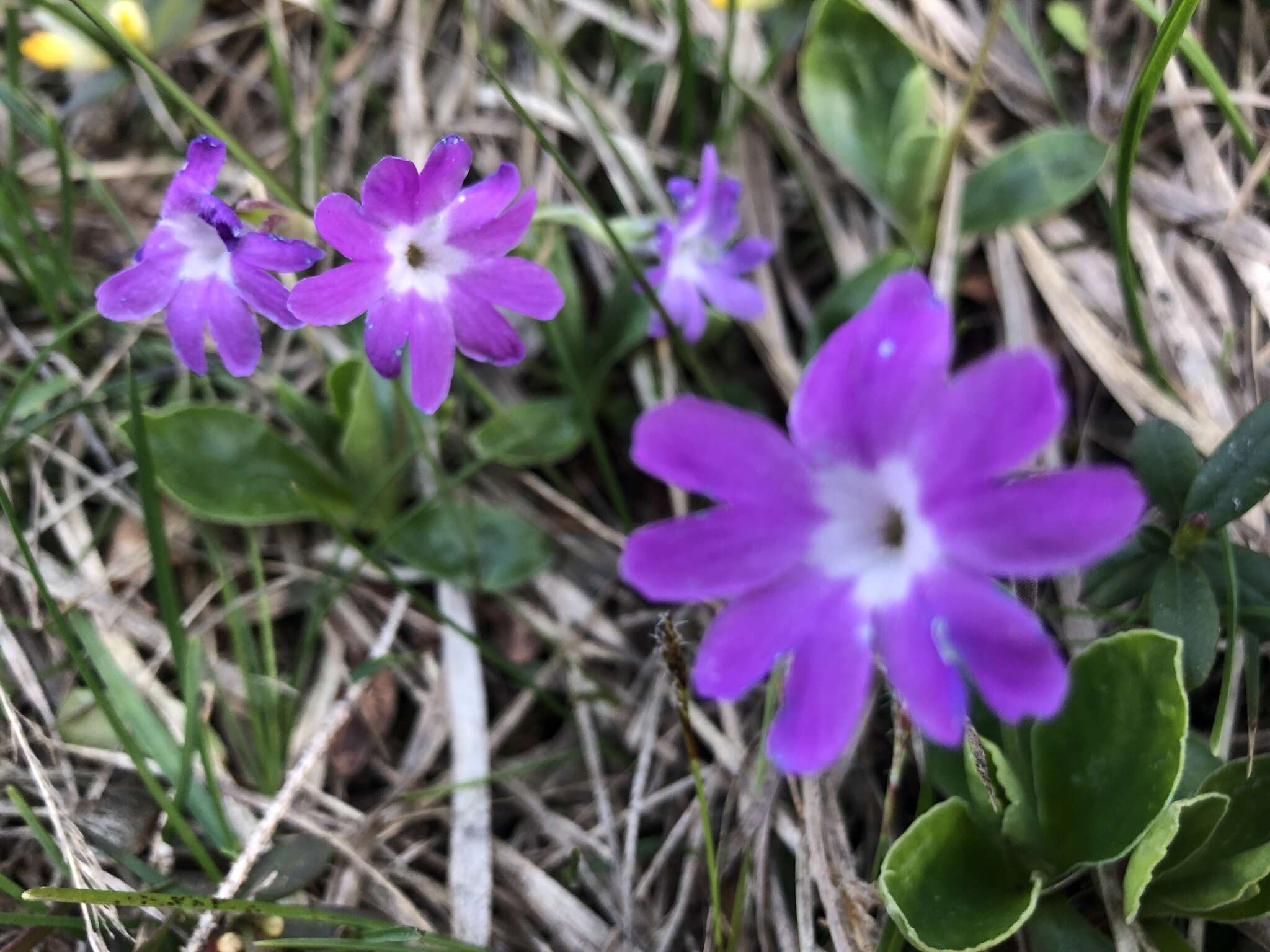 Image of Primula clusiana Tausch