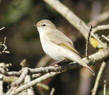 Image of Siberian Chiffchaff