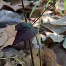 Haplanthus laxiflorus (Blume) Gnanasek., G. V. S. Murthy & Y. F. Deng resmi